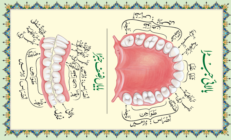 Holy Quran for Tajweed recitation practice